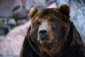 Piosenka o zaitsev pomogła murmańskim turystom prowadzić niedźwiedzia