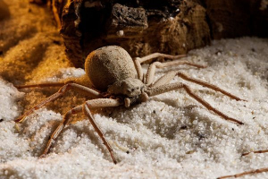 Piasek sześciokrotny pająk