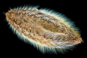 Pieprz afrodytu Pieprz afrodytu