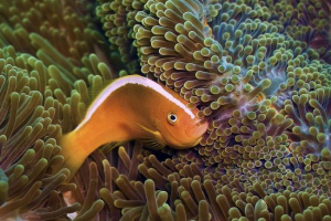 Amfiprion peppermind: zdjęcie, opis ryb Amfiprion peppermind: zdjęcie, opis ryb