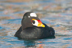 Turpan peppermaya: głos ptaków, szczegółowy opis Turpan peppermaya: głos ptaków, szczegółowy opis