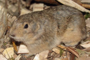 Żółta pestrushka - pustynna gryzoń