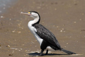Motley cormorant: opis, siedlisko i styl życia drobiu Motley cormorant: opis, siedlisko i styl życia drobiu