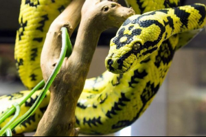 Motion dywan python - piękne i ręcznie robione zwierzę Motion dywan python - piękne i ręcznie robione zwierzę