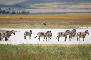 Co pasza zebry? Co pasza zebry?
