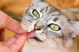 Pyrantel for cats - recenzje Pyrantel for cats - recenzje