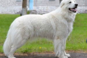 Pirenean mountain dog