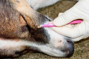 Pioplazmoza u psów - diagnoza choroby