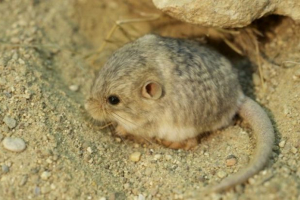 Pięcioplanowany rurkę karłowatą Pięcioplanowany rurkę karłowatą