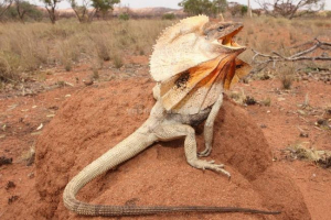 Łubka jaszczurka - łatwa istota