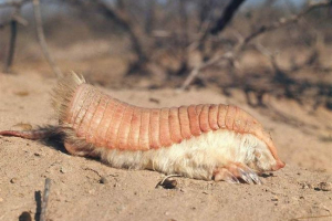 Platerowany przez nazwę broniolesale pichisy Platerowany przez nazwę broniolesale pichisy