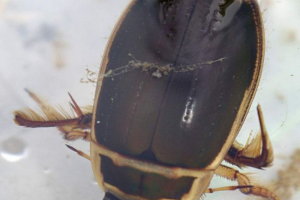 Chronione flounet. Wszystko o życiu chrząszcza wodnego Chronione flounet. Wszystko o życiu chrząszcza wodnego