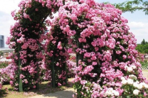 Róże pleet, rosnące i opieka Róże pleet, rosnące i opieka