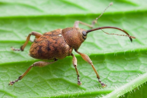 Owoce dębowe i słoń Owoce dębowe i słoń