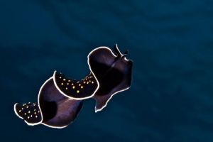 Płaskie worms Płaskie worms