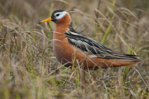 Pływak do podłogi Pływak do podłogi