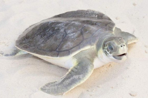 Żółw jednostronny: opis, zdjęcie Żółw jednostronny: opis, zdjęcie