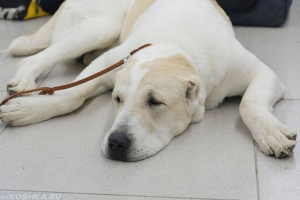 Z jakich powodów psa ciągnie tylne nogi, jak diagnozować patologię?