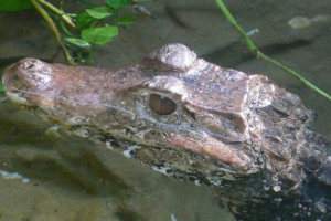 Przy ulicach ryazan wędruje krokodyla Przy ulicach ryazan wędruje krokodyla