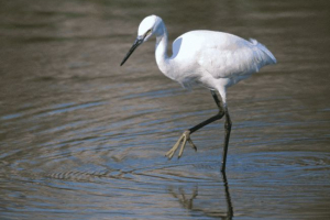 Dlaczego czapla stoi na jednej nodze?