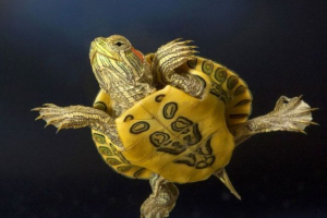 Dlaczego żółwie są długimi wątróbkami? Dlaczego żółwie są długimi wątróbkami?