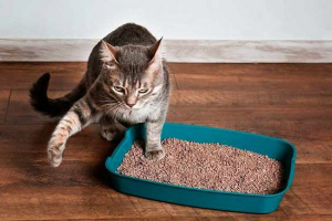 Dlaczego mały kot wkurza Dlaczego mały kot wkurza