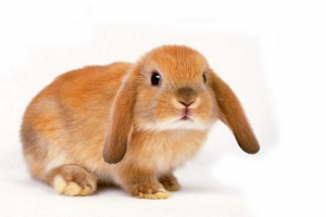 Po co gryzie ozdobne króliki?