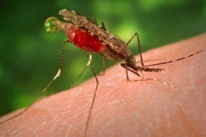 Dlaczego malaria jest dystrybuowana w mokradeł?