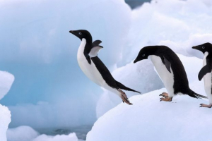 Dlaczego pingwiny nie latają? Dlaczego pingwiny nie latają?