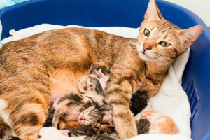 Dlaczego sen, jak rodzi kot? Dlaczego sen, jak rodzi kot?