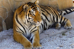 Dlaczego tygrysy pasują