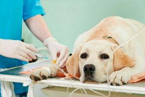 Dlaczego psy mają infekcję rotawirusową i jak sobie z tym poradzić?