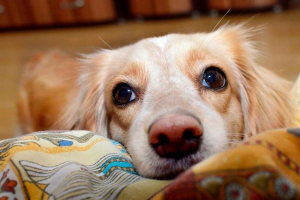 Dlaczego psy są mokrej i zimny nos? Przyczyny i czy jest to normalne?