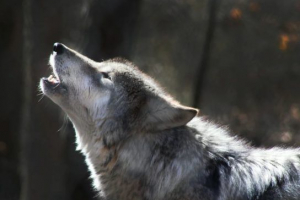 Dlaczego wilki wilki