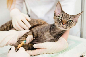 Dlaczego w zwierzęciu jest coprostez i jak mu pomóc?