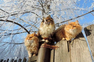 Pod barnaul mieszka kolonii luksusowych kotów syberyjskich