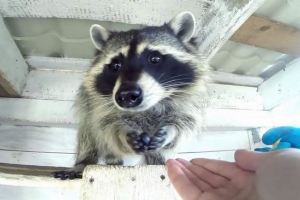 Region moskwy otworzył przedszkolak dla szopów Region moskwy otworzył przedszkolak dla szopów