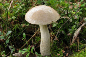 Grzyby regionu irkuckiego Grzyby regionu irkuckiego