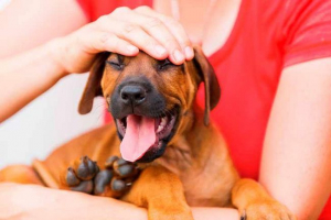 Podskórne stożki z psa na całym ciele - co to znaczy?