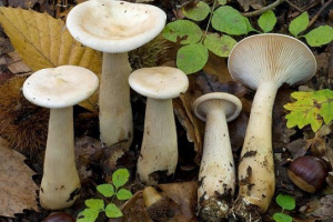 Ostrzegła govorushka Ostrzegła govorushka