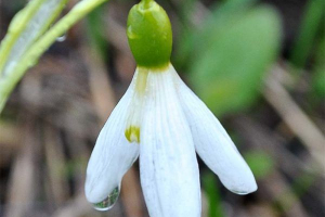 Przebiśnieg Przebiśnieg