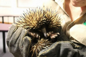 Porywacze echidna piggi odpowiedzą do sądu