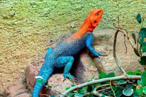 Poikilotermic zwierzęta: przykłady, funkcje, zawodowce i wady ektotermia Poikilotermic zwierzęta: przykłady, funkcje, zawodowce i wady ektotermia