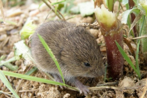 Polevka middendorf Polevka middendorf