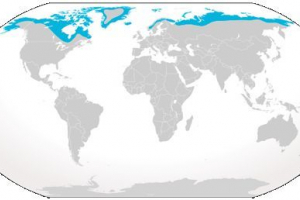 Polar fox lub spring common Polar fox lub spring common