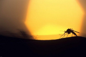 Moskitoes polarny będą pływać krainy w przypadku zmian klimatu