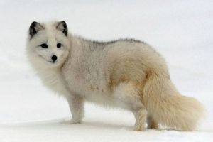 Pczennik polarny (polarny lis)