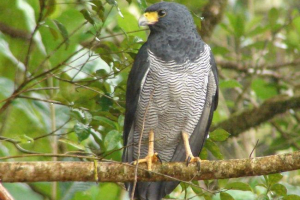 Pasiasty pegi kanyuk