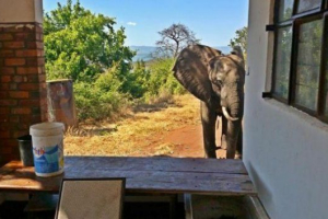 Słoń otrzymał kontuzję kulotów, poprosił o pomoc