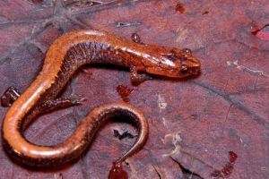 Pełzający lub salamandra lasu Pełzający lub salamandra lasu